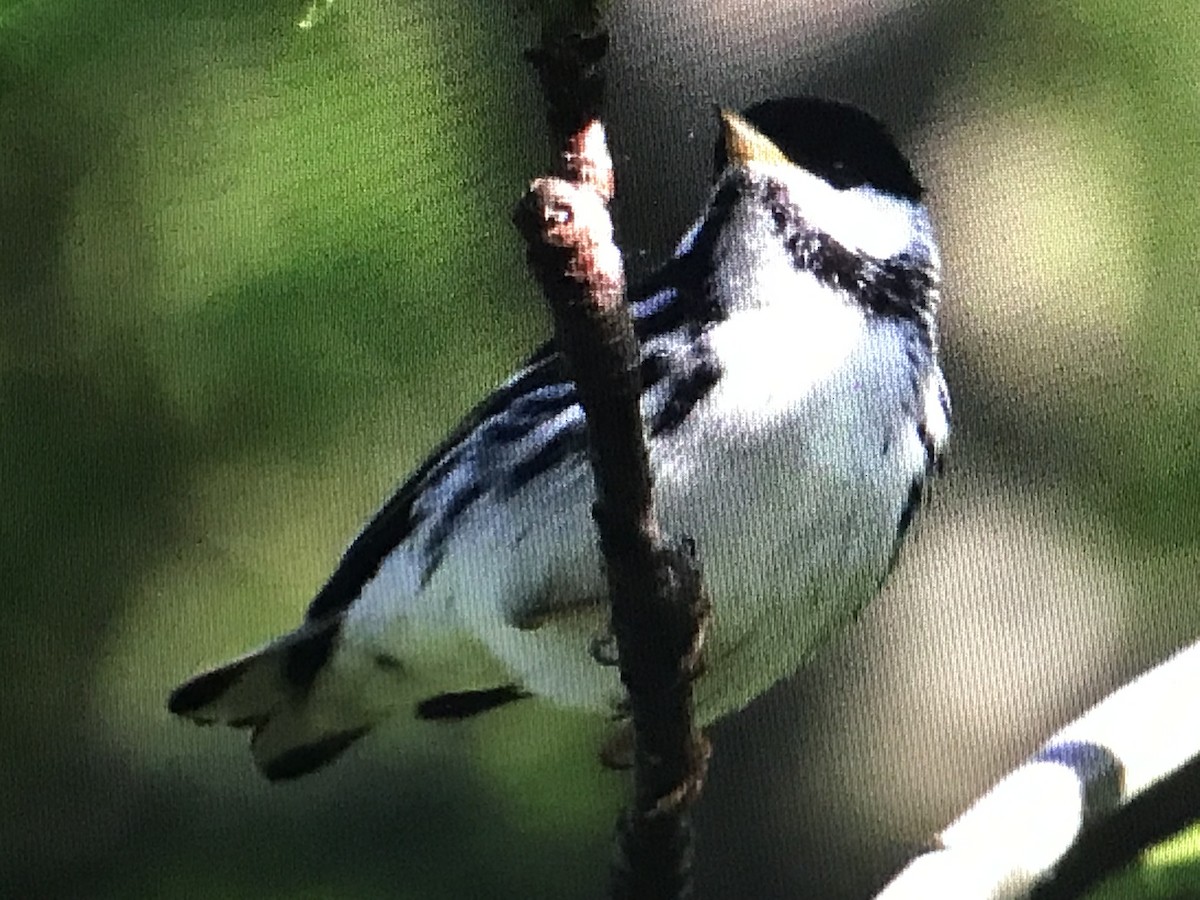 Paruline rayée - ML574197071