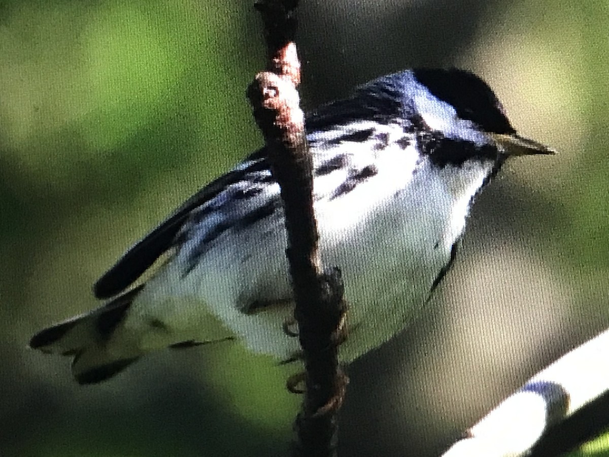 Blackpoll Warbler - Jason Horn