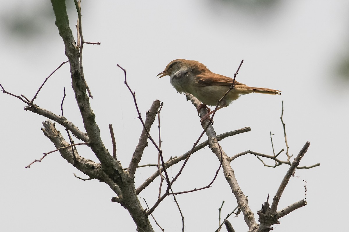 Manchurian Bush Warbler - Yang Li