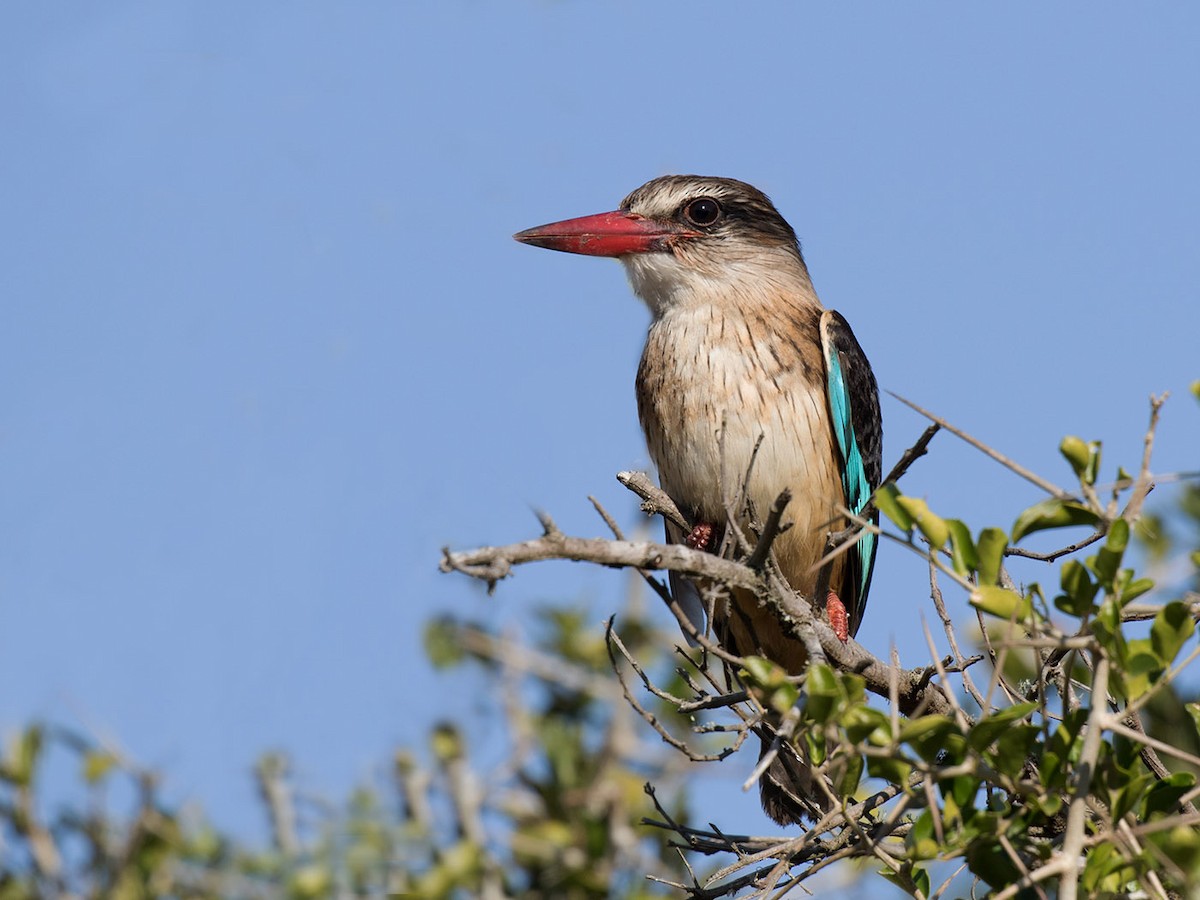 Brown-hooded Kingfisher - ML57419941