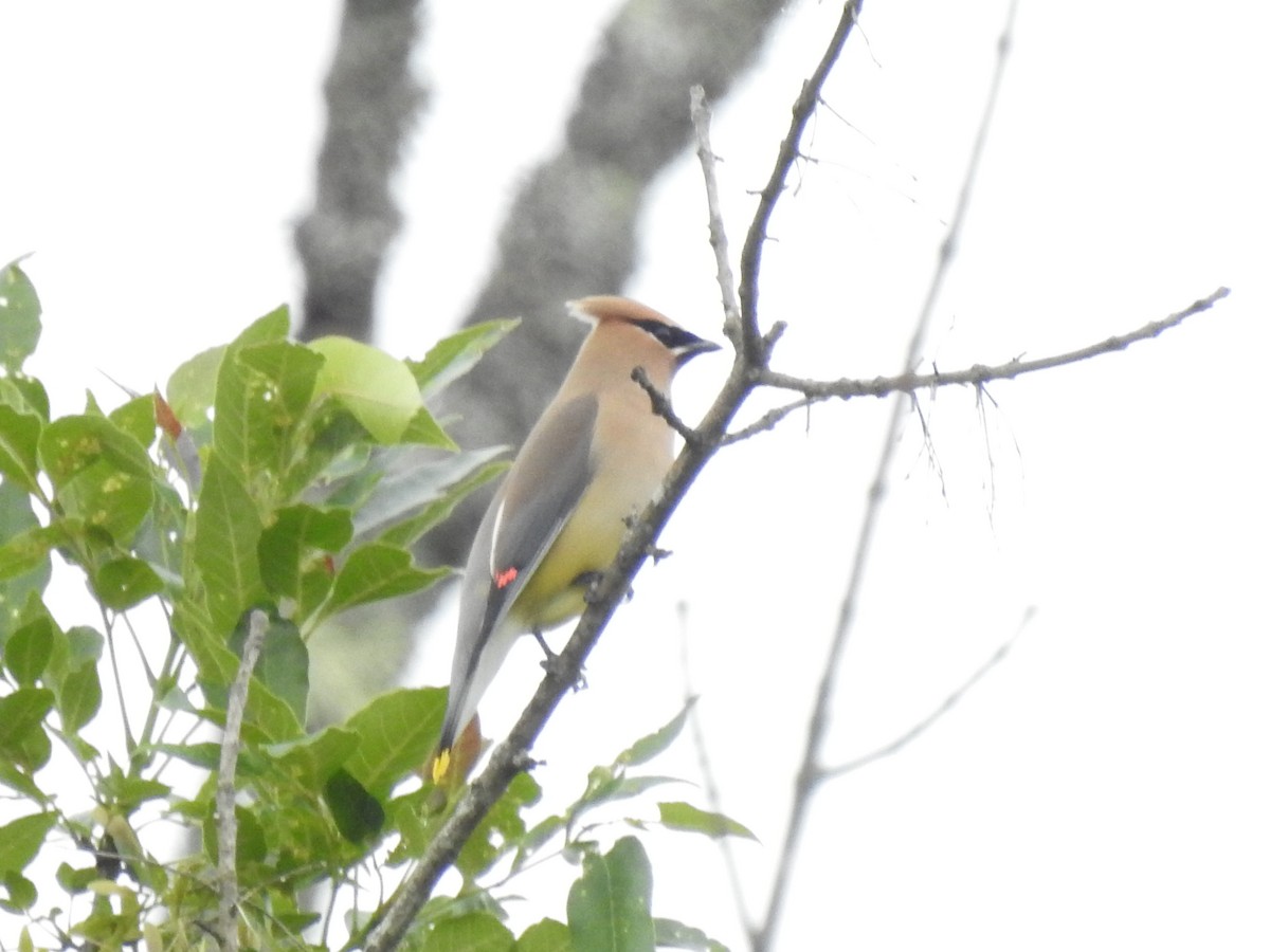 Cedar Waxwing - ML574200341