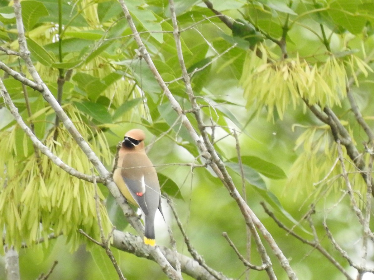 Cedar Waxwing - ML574200351