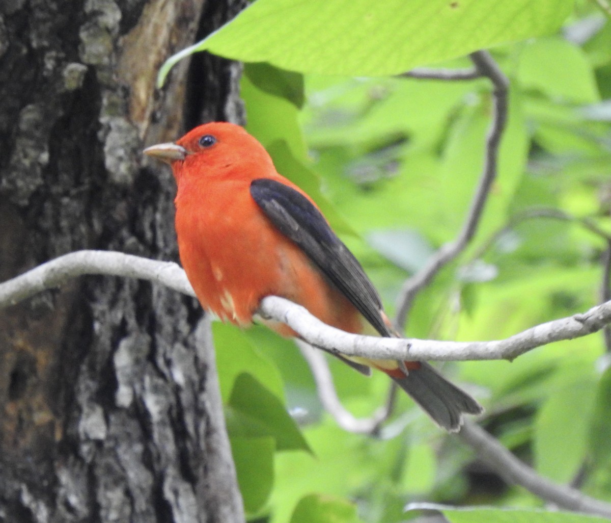 Scarlet Tanager - Nan Dewire