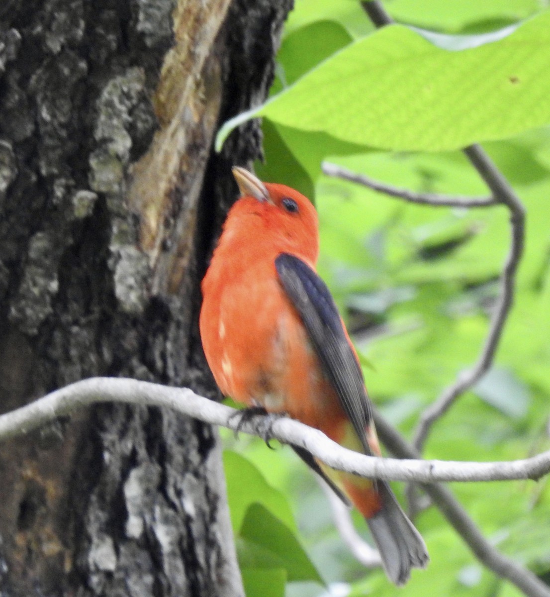 Scarlet Tanager - Nan Dewire