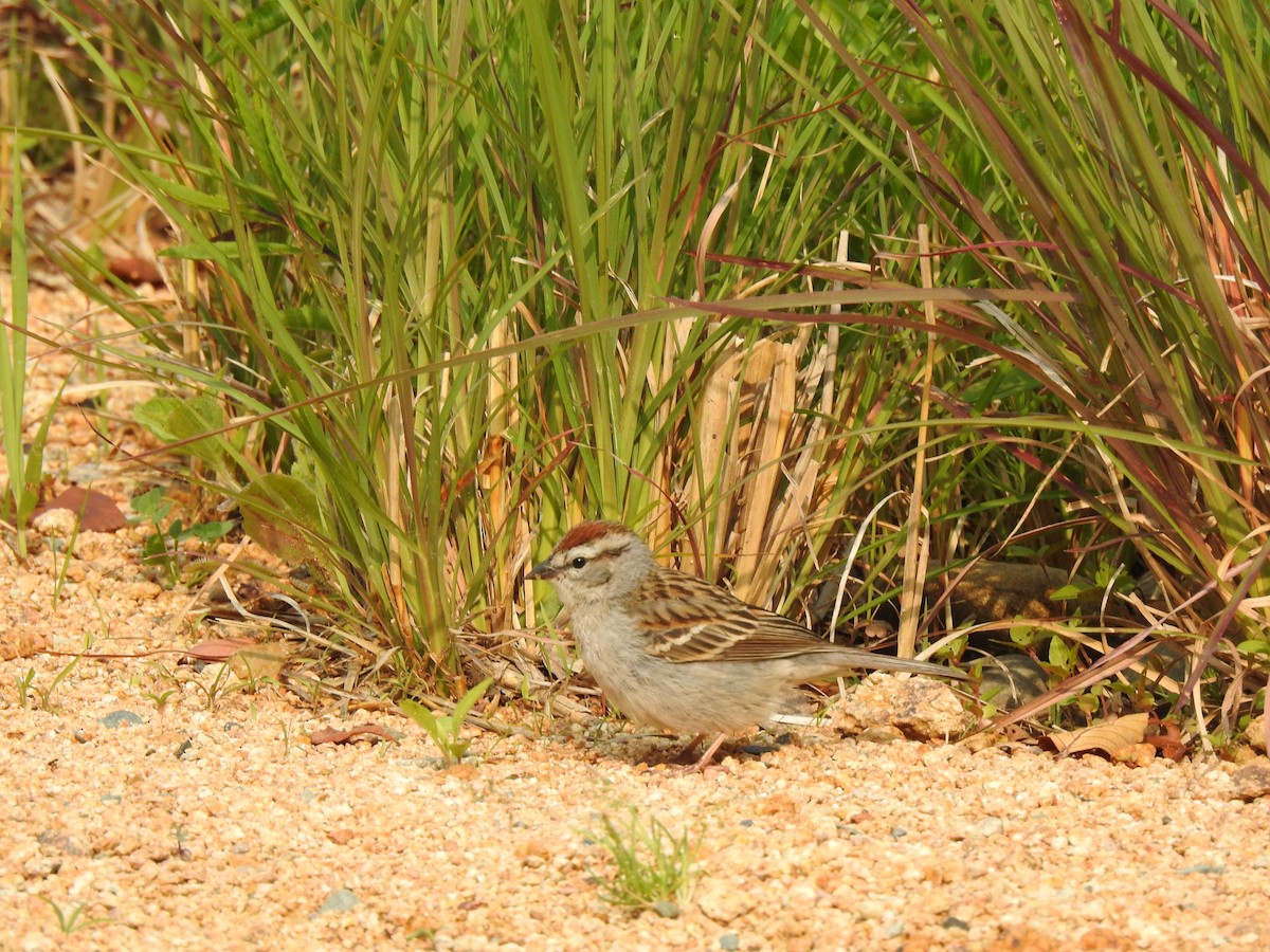 Chipping Sparrow - ML574201341