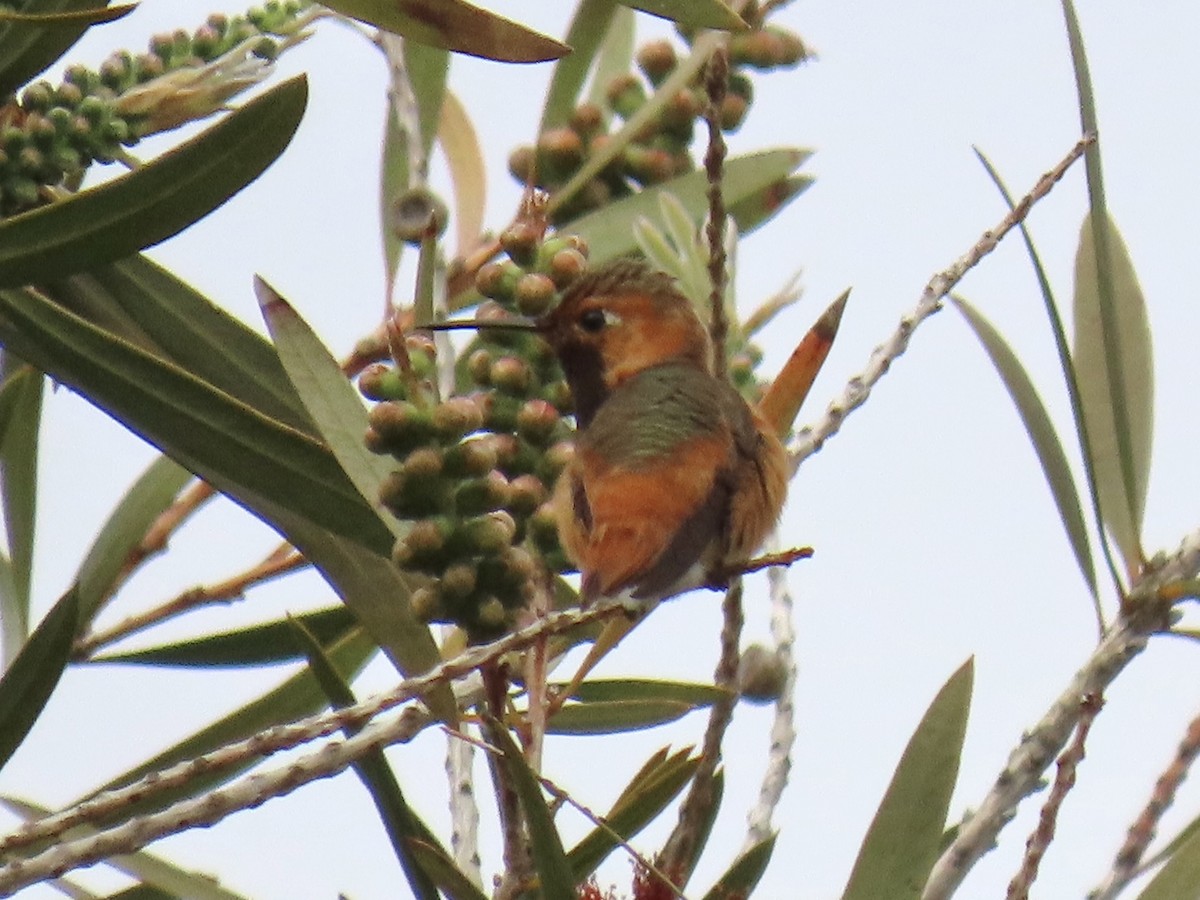 Allen's Hummingbird - ML574201421