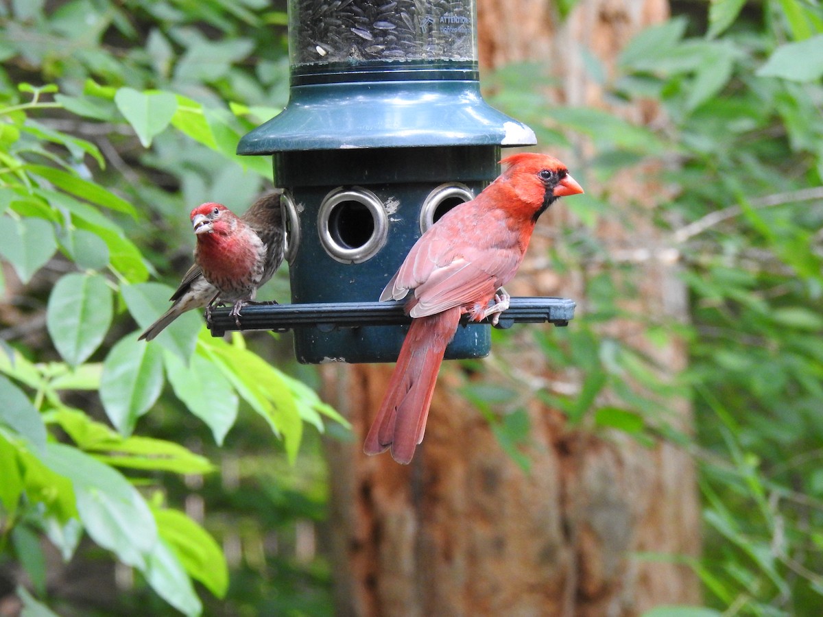 Northern Cardinal - ML574201551