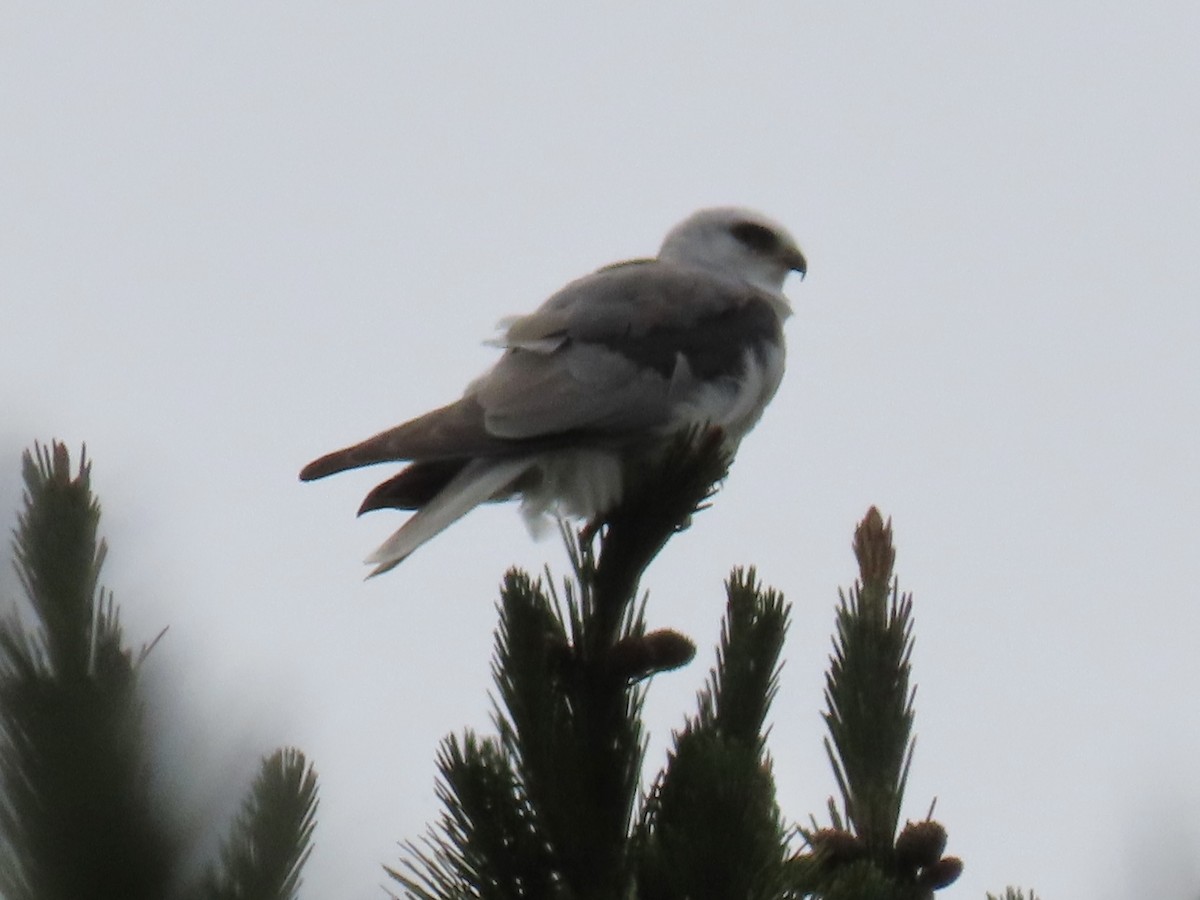 White-tailed Kite - ML574201571