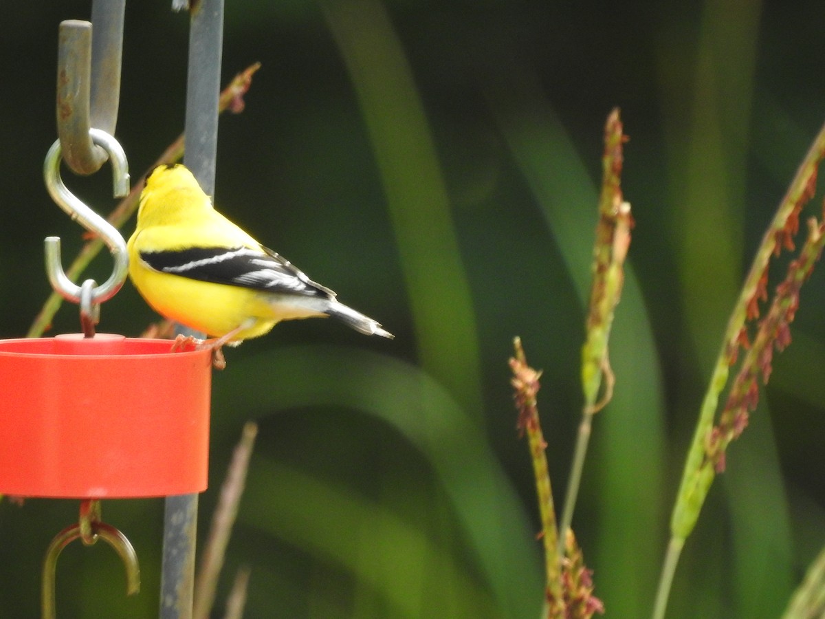 American Goldfinch - ML574201721