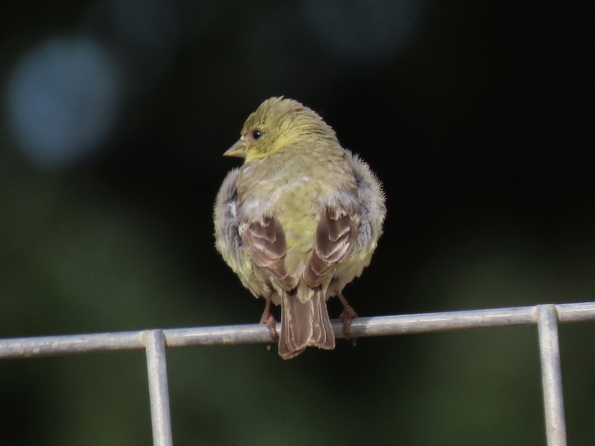 Lesser Goldfinch - ML574201751