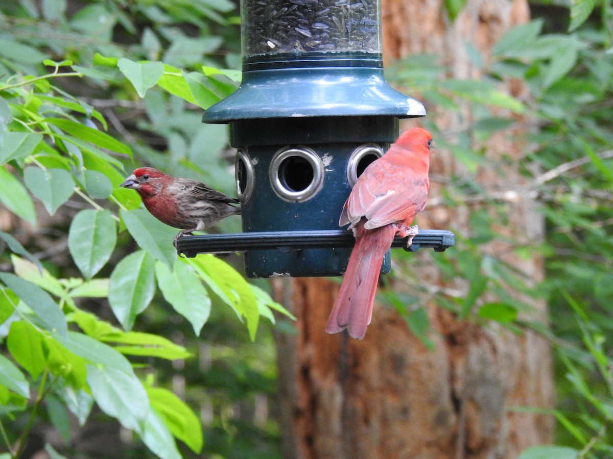 House Finch - ML574201881