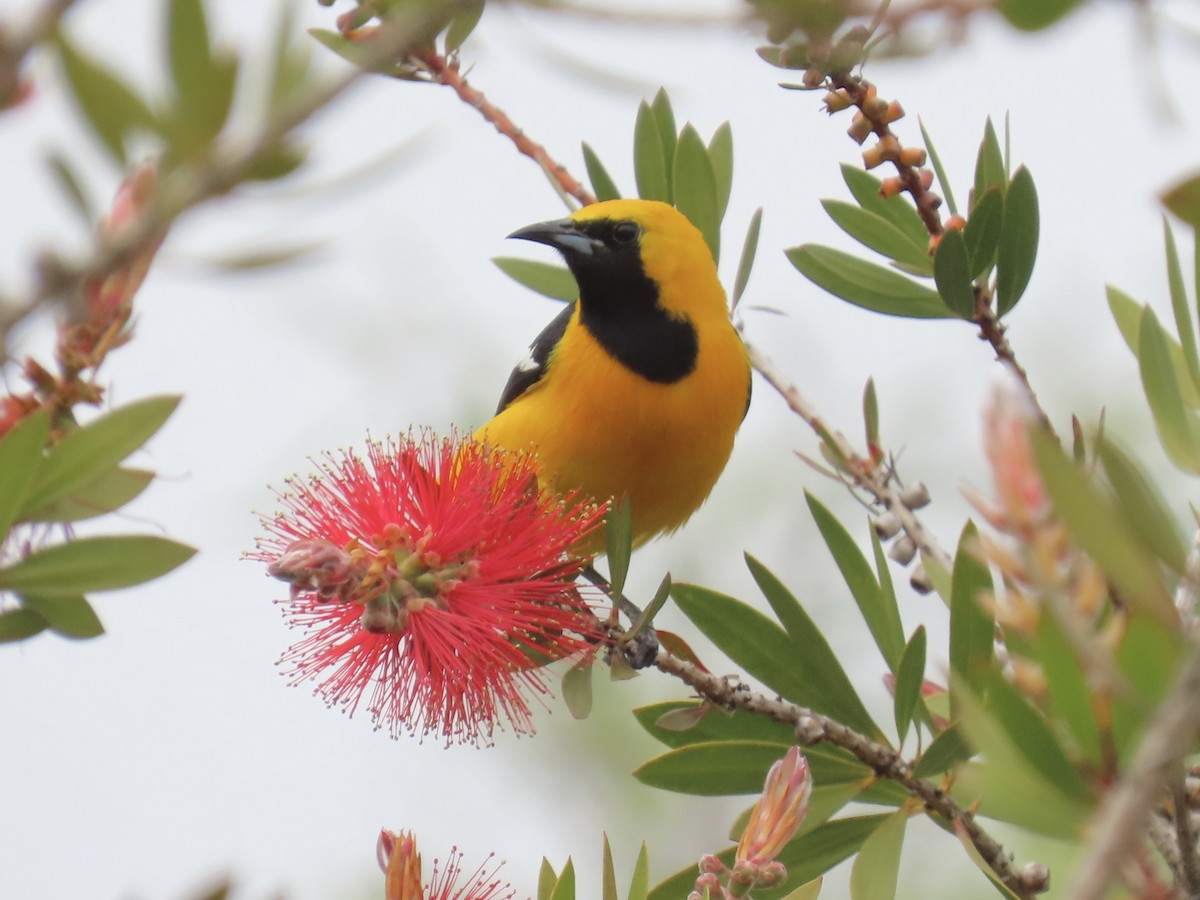 Hooded Oriole - ML574201901