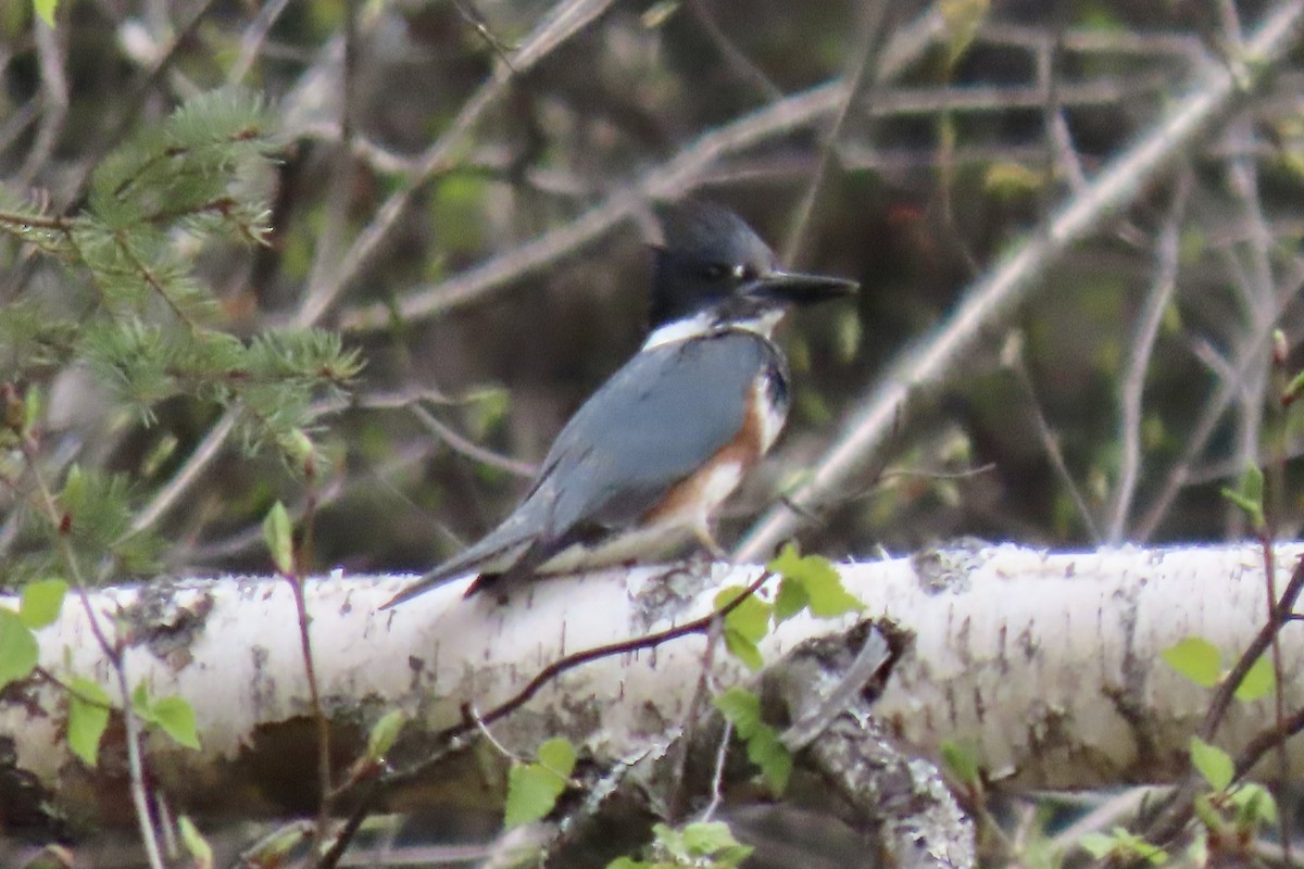 Belted Kingfisher - ML574202581