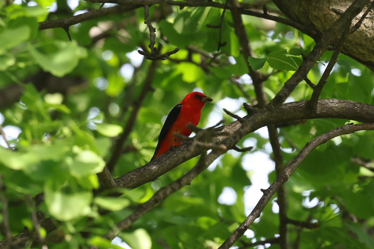 Scarlet Tanager - ML574205761