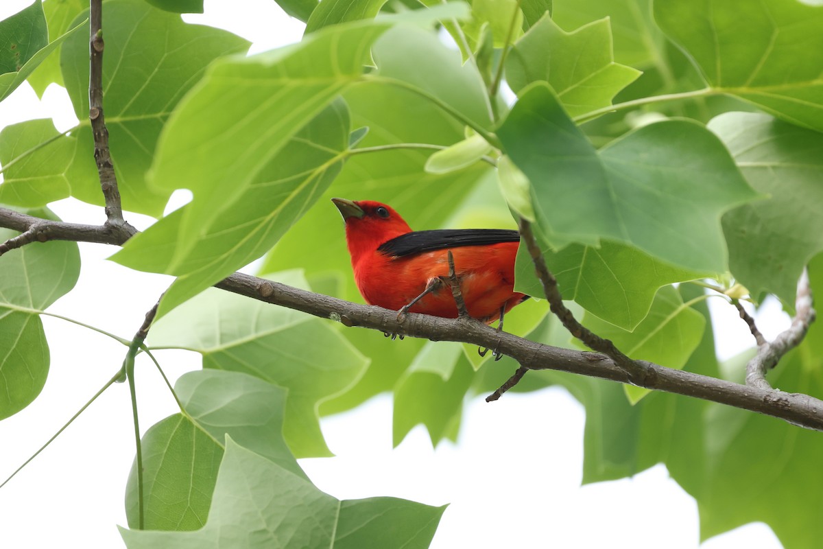 Scarlet Tanager - ML574205951