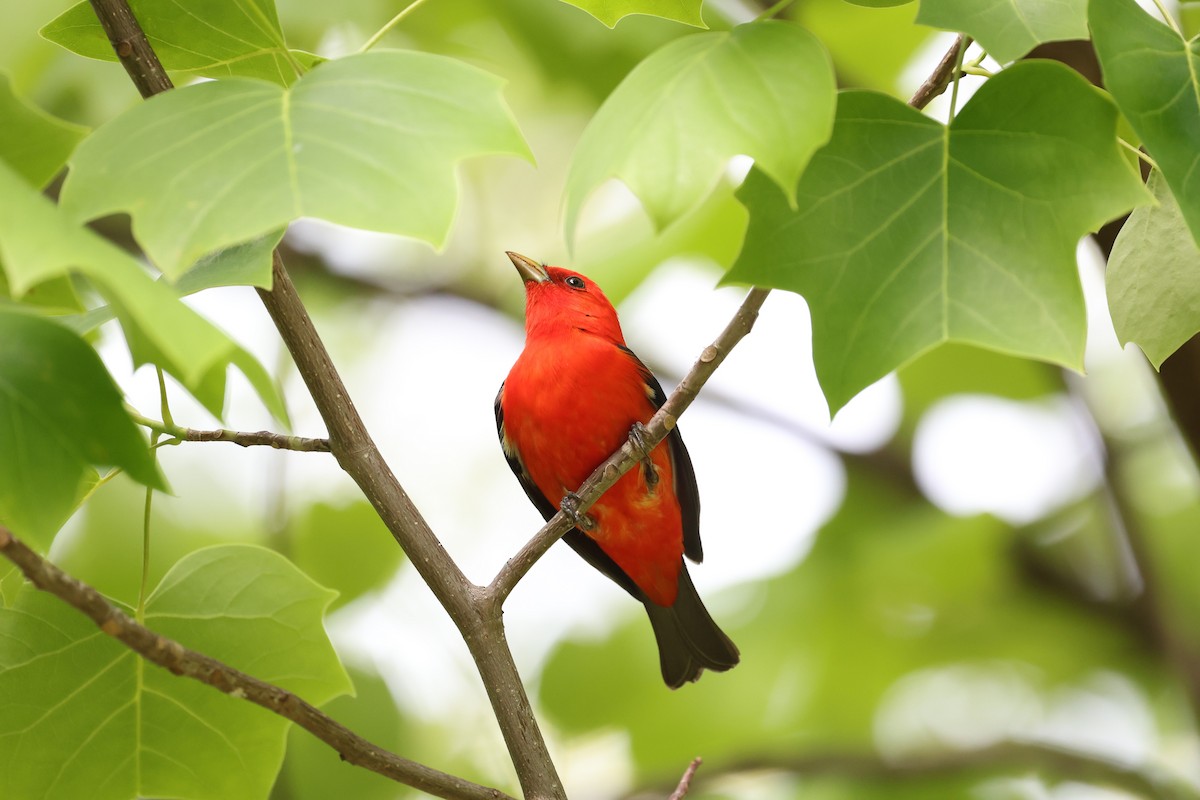Scarlet Tanager - Chris Kennelly