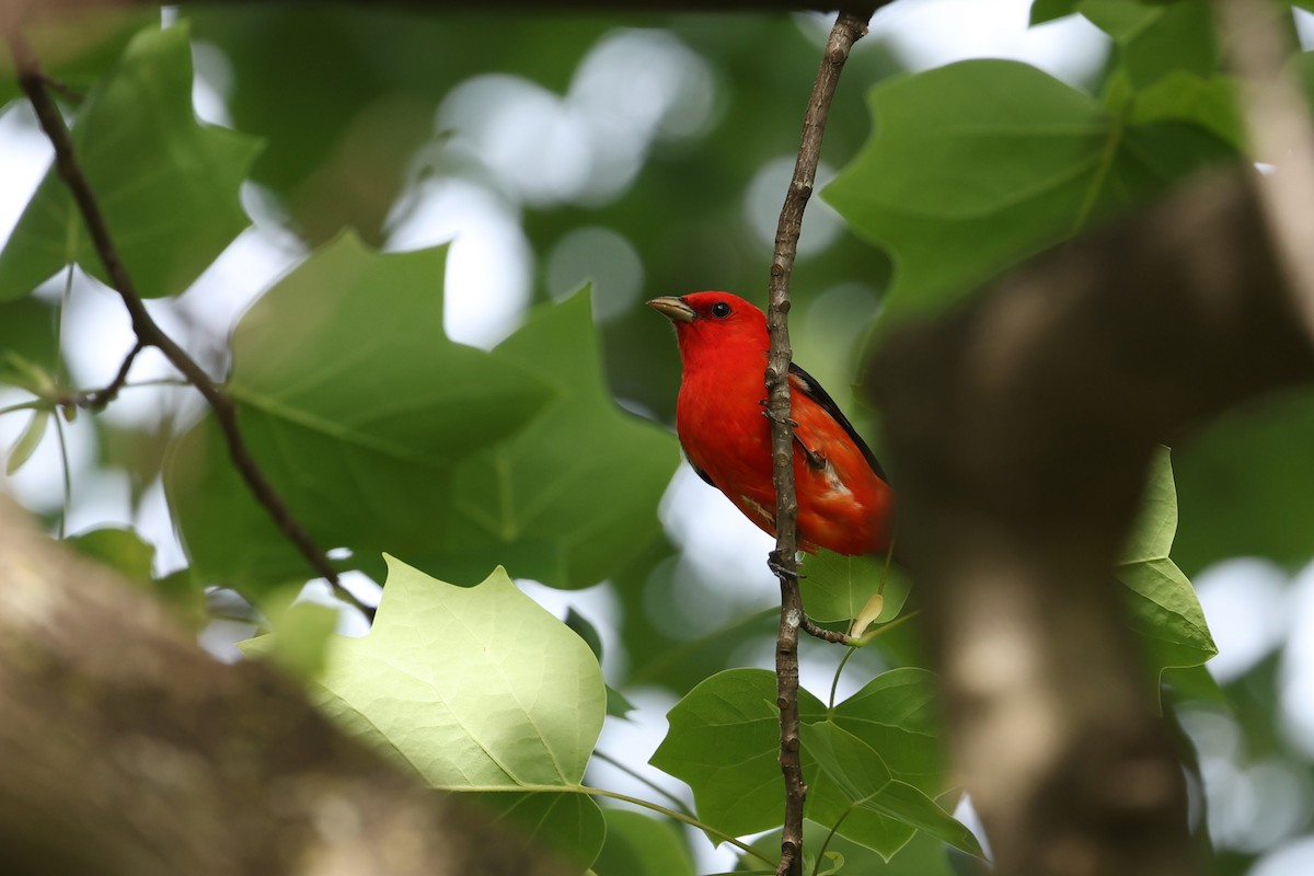 Scarlet Tanager - ML574206191