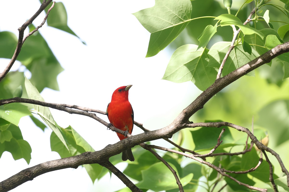 Scarlet Tanager - Chris Kennelly