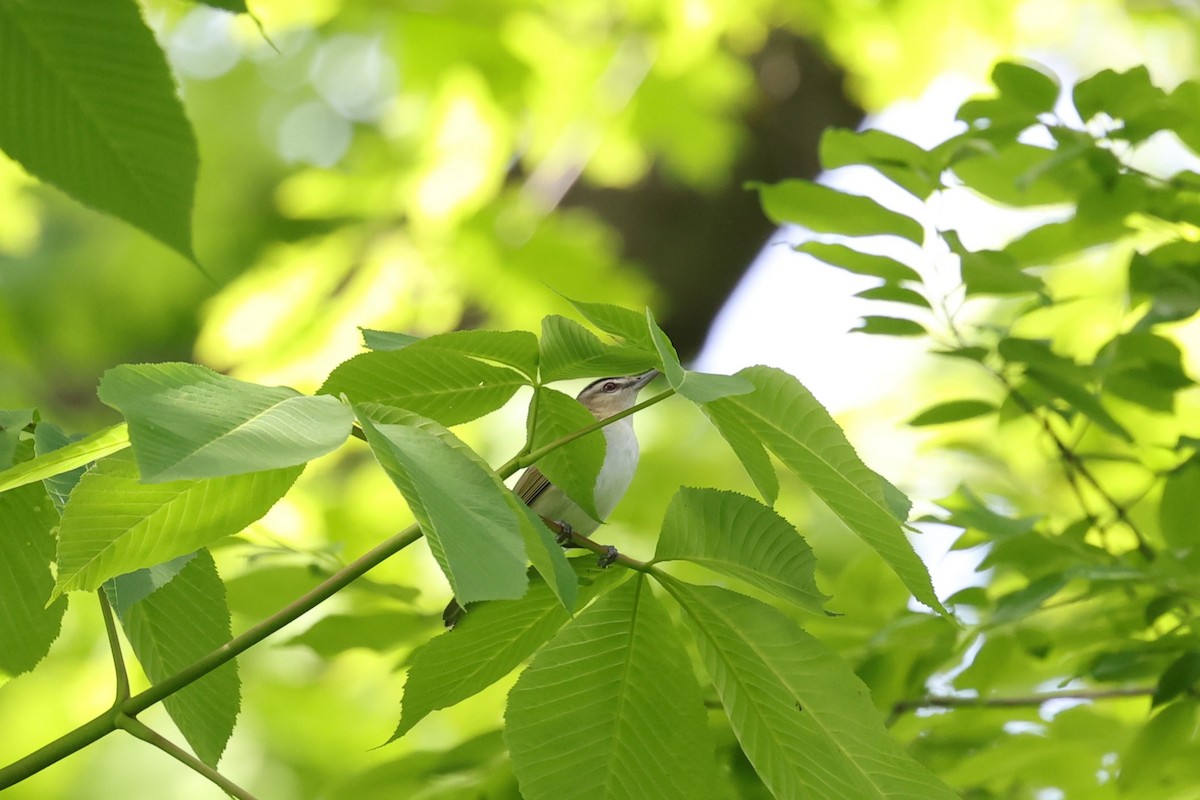Red-eyed Vireo - ML574207241