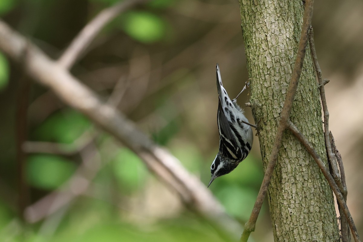 Black-and-white Warbler - Chris Kennelly