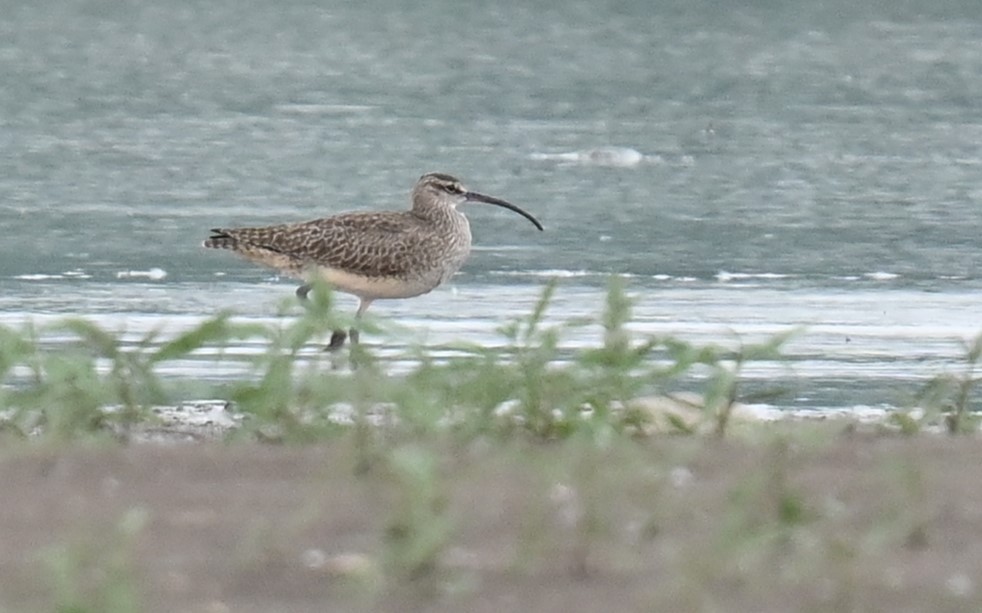 Whimbrel - Andy Reago &  Chrissy McClarren