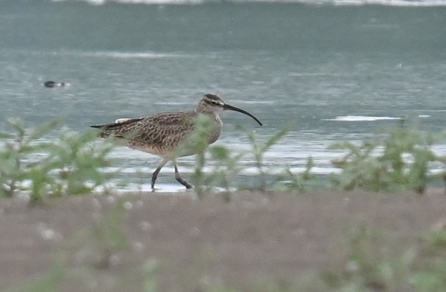 Whimbrel - Andy Reago &  Chrissy McClarren