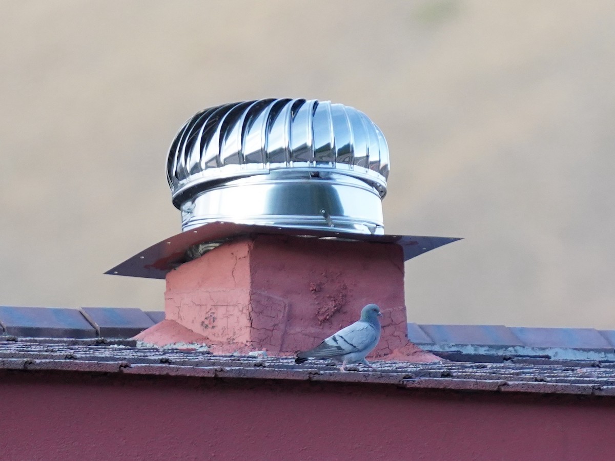 Pigeon des rochers - ML574208531