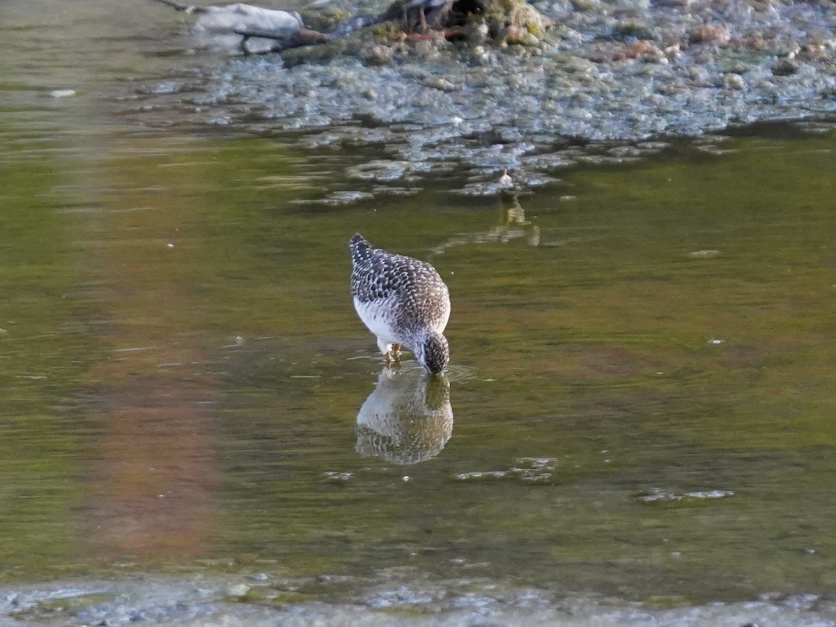 Wood Sandpiper - ML574208661