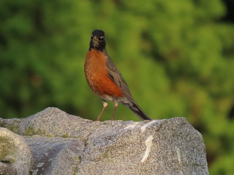 American Robin - ML574209211