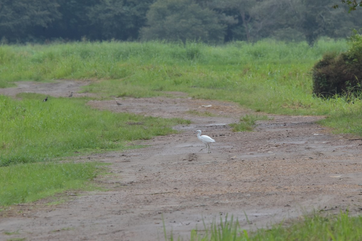 Little Blue Heron - ML574209471