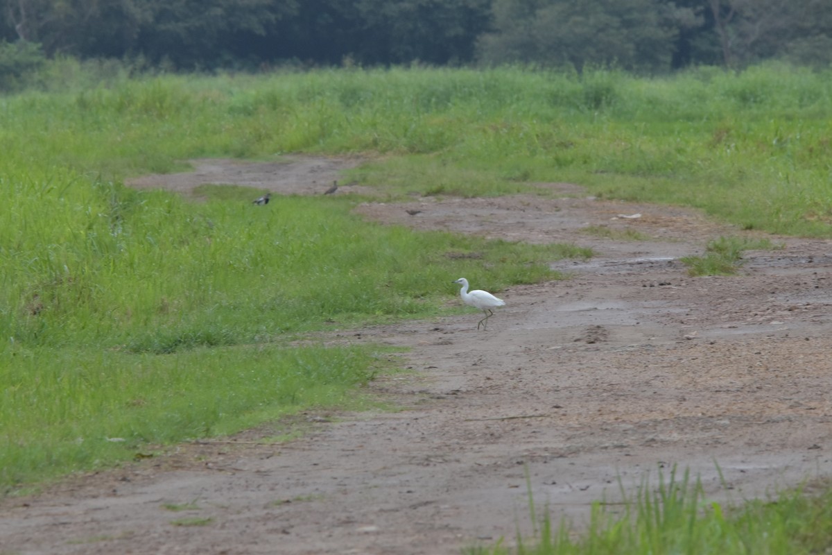 Little Blue Heron - ML574209501