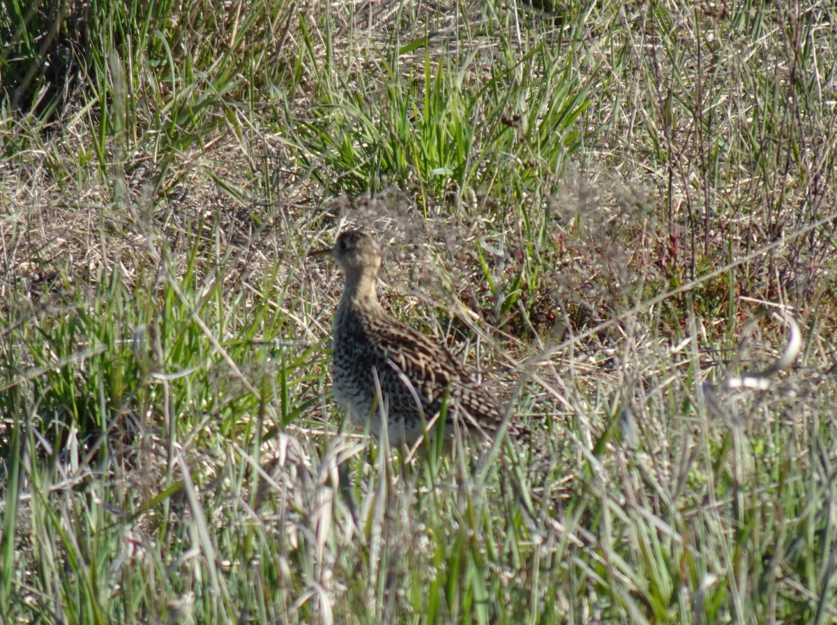 Upland Sandpiper - ML574209551