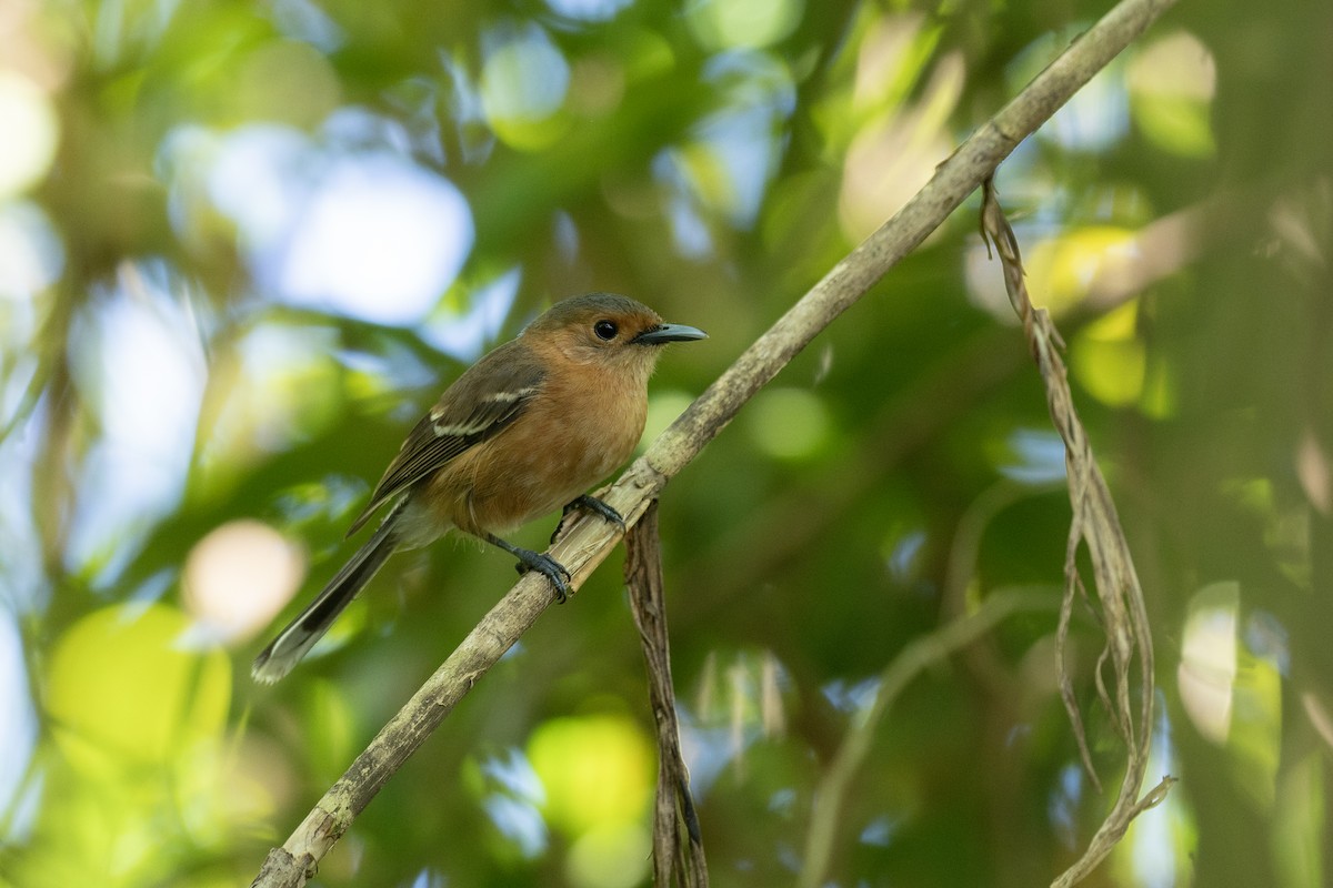 Monarca de Tinian - ML574209591