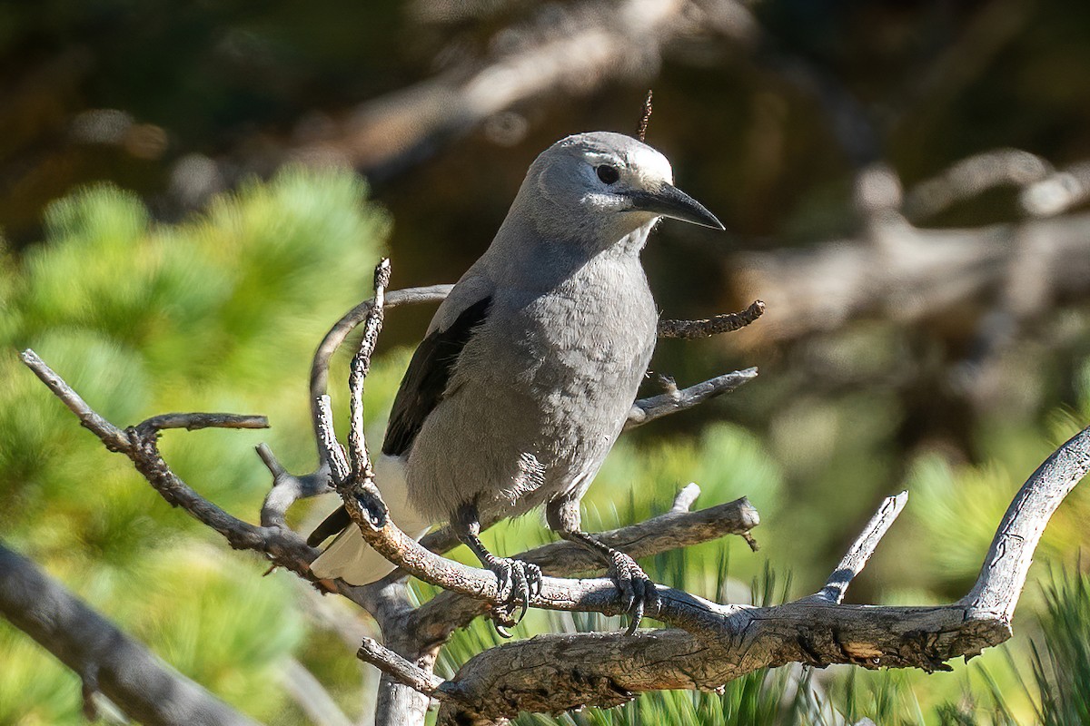 Clark's Nutcracker - ML574210111