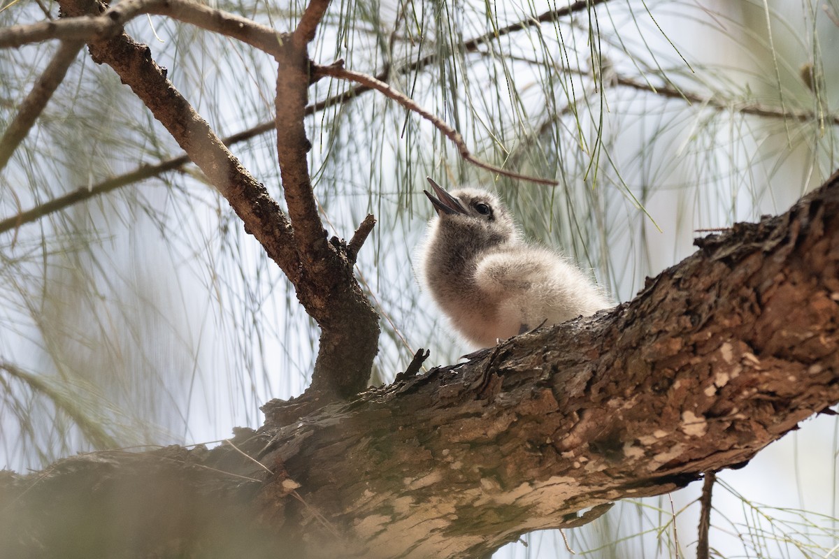 White Tern - ML574213371