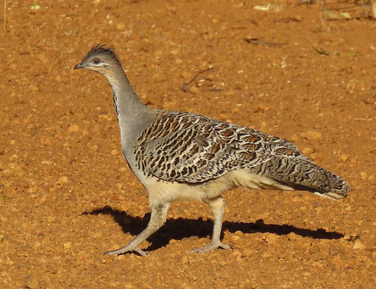 Malleefowl - Peter Taylor (ex Birding SW)