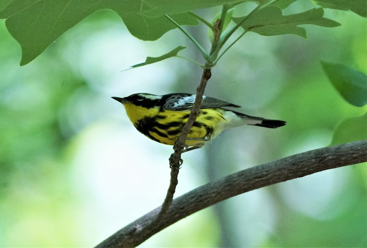 Magnolia Warbler - ML574214941