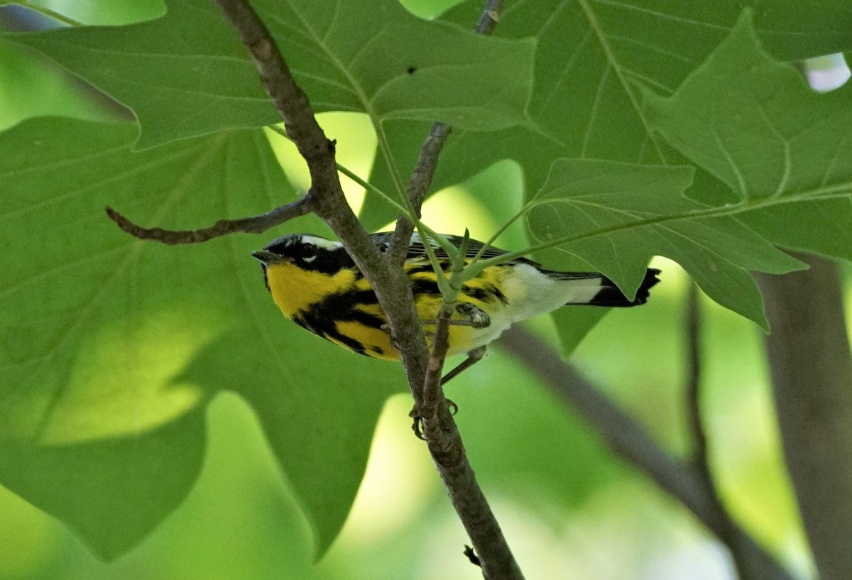 Magnolia Warbler - ML574214951