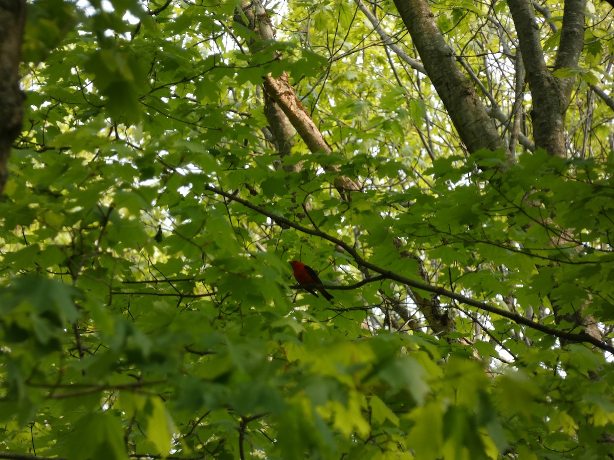 Scarlet Tanager - ML574215861