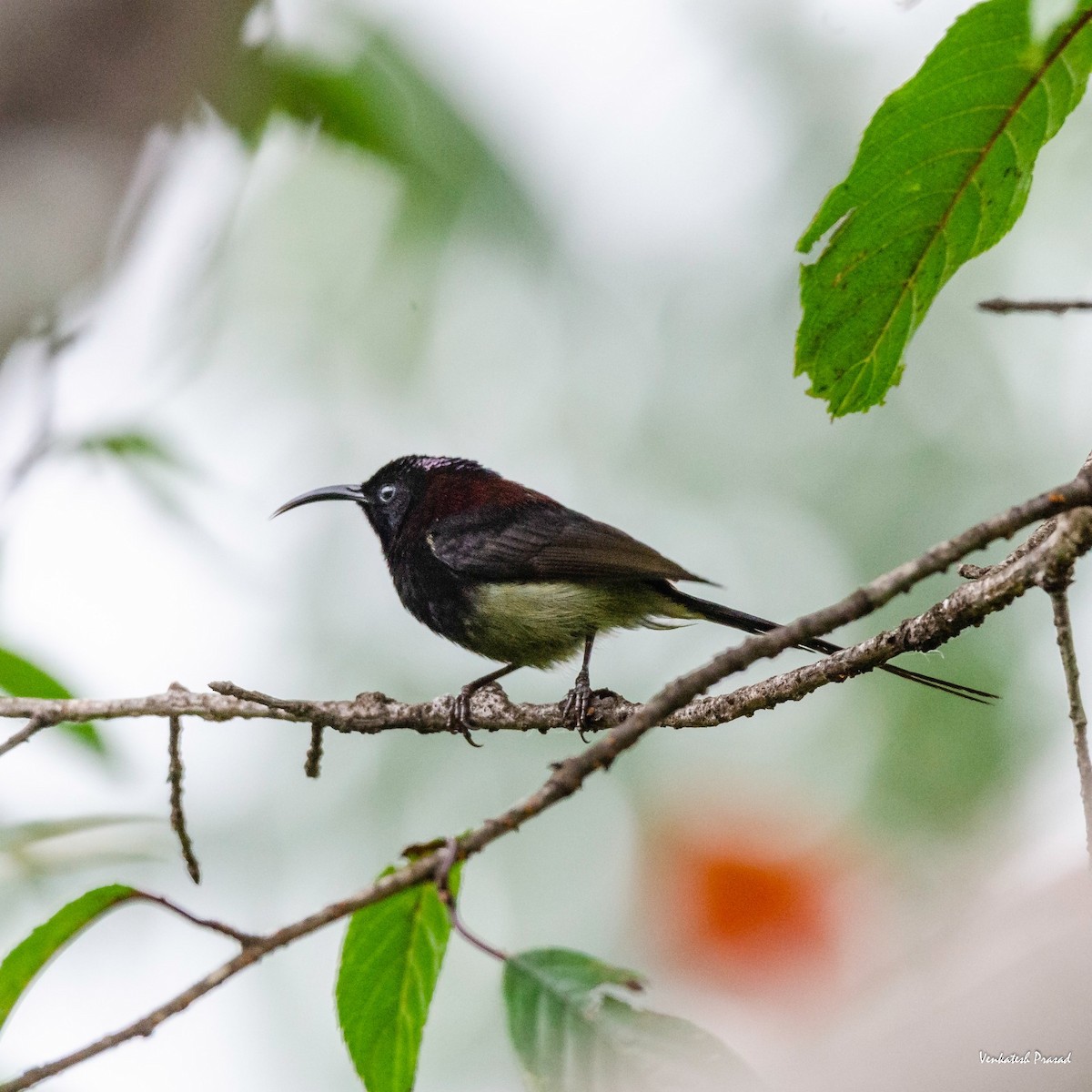 Black-throated Sunbird - Venkatesh Prasad