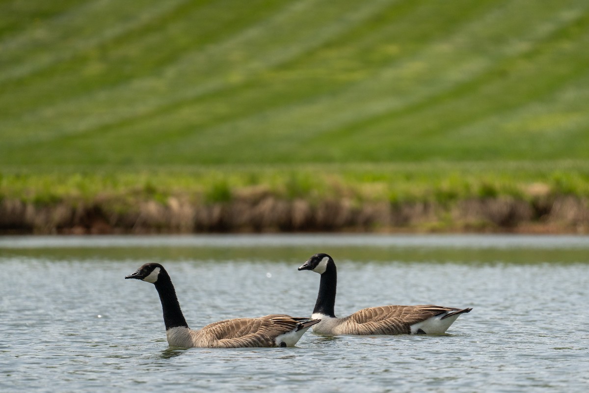 Canada Goose - ML574216791