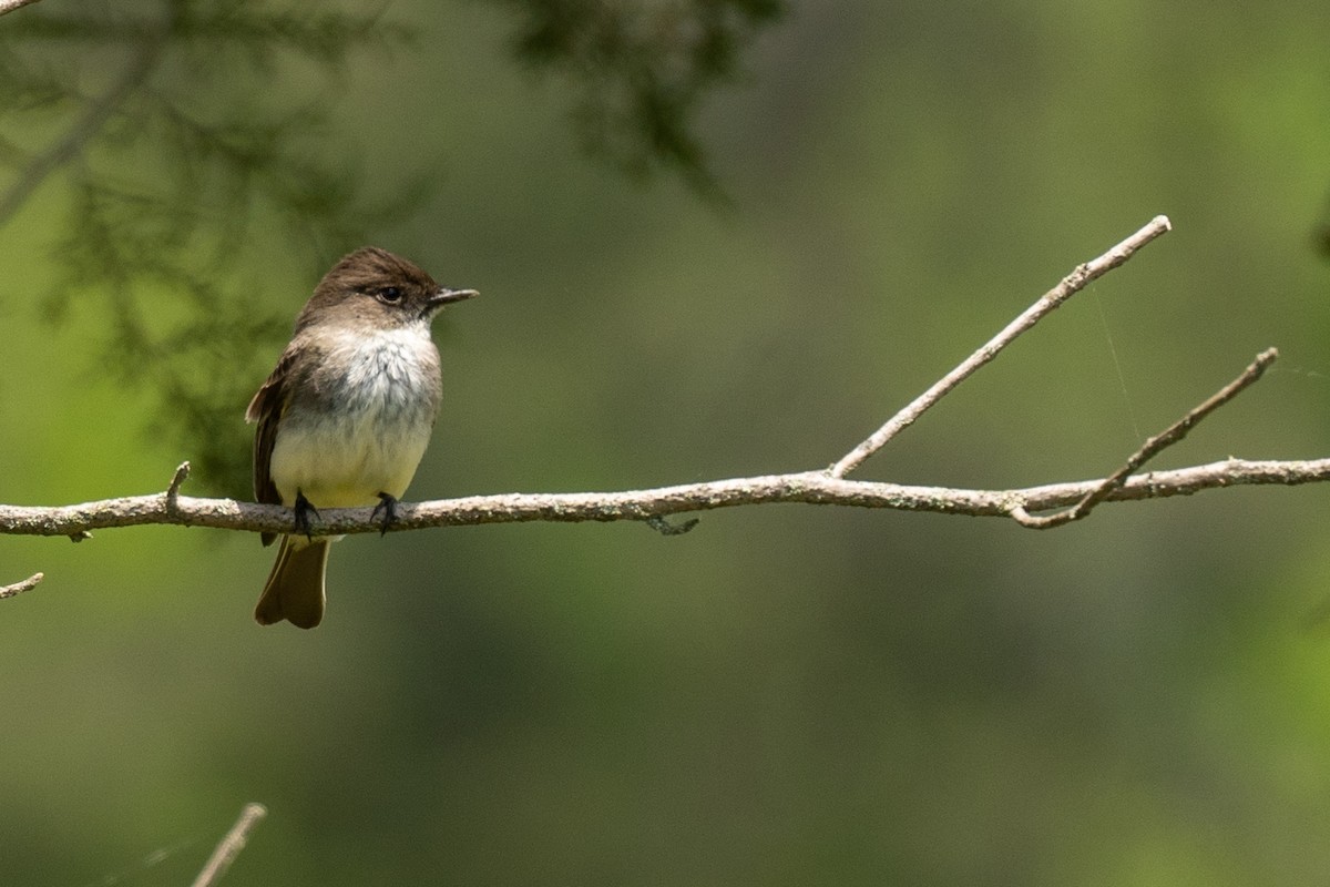 Eastern Phoebe - Tim Horvath