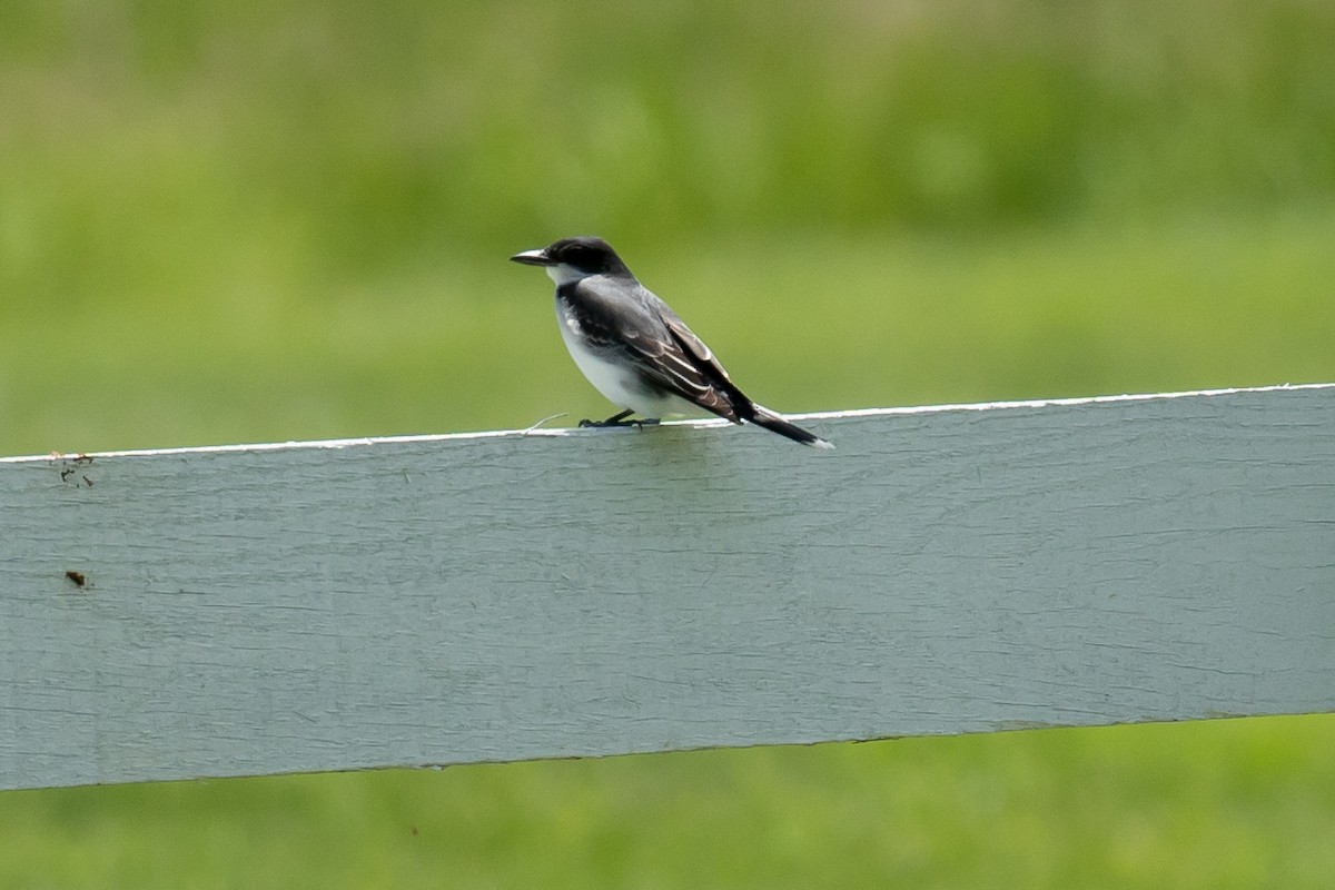 Eastern Kingbird - ML574216871