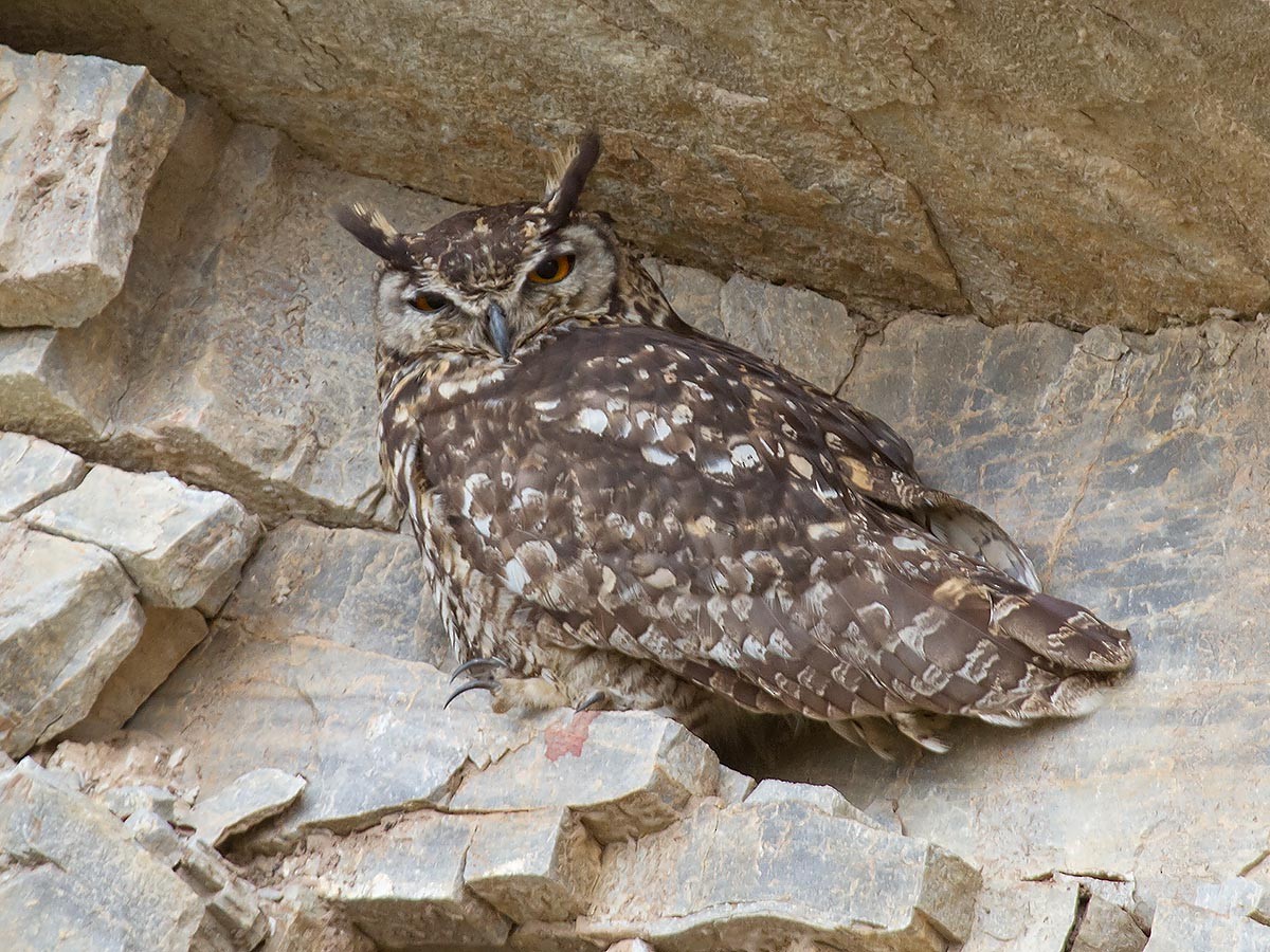 Cape Eagle-Owl - ML57421701