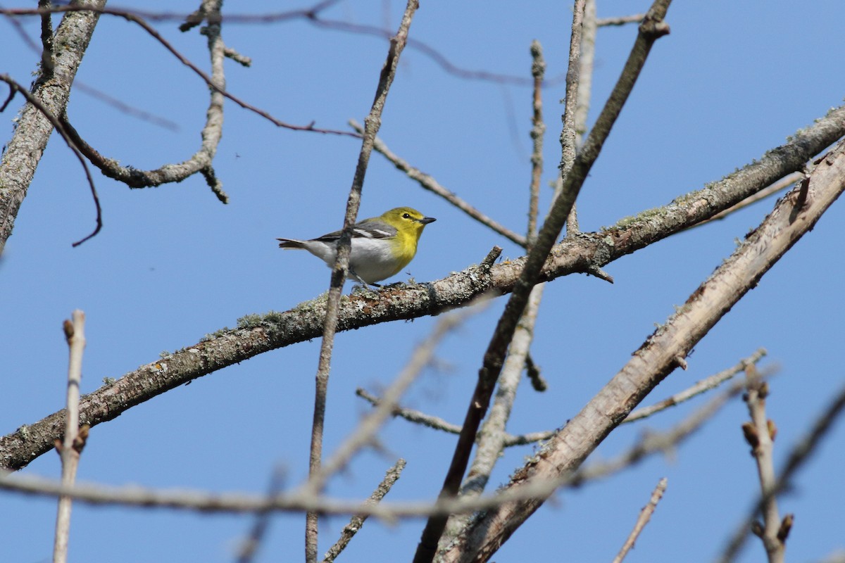 Yellow-throated Vireo - ML574217211
