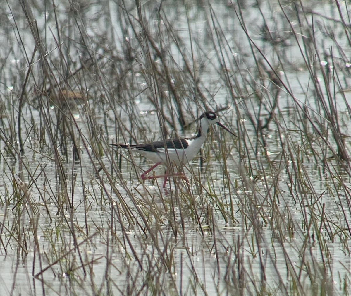 Black-necked Stilt - ML574217301