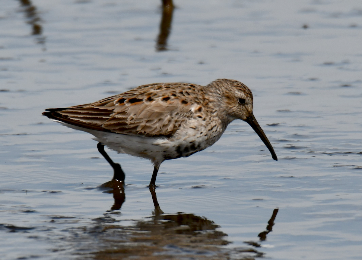 Dunlin - ML574217871