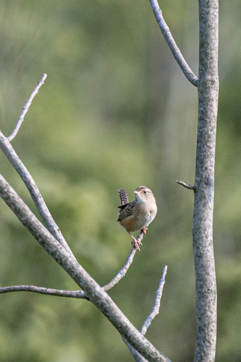 Sedge Wren - ML574219851