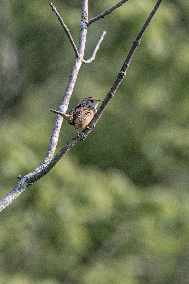 Sedge Wren - Michael Barath