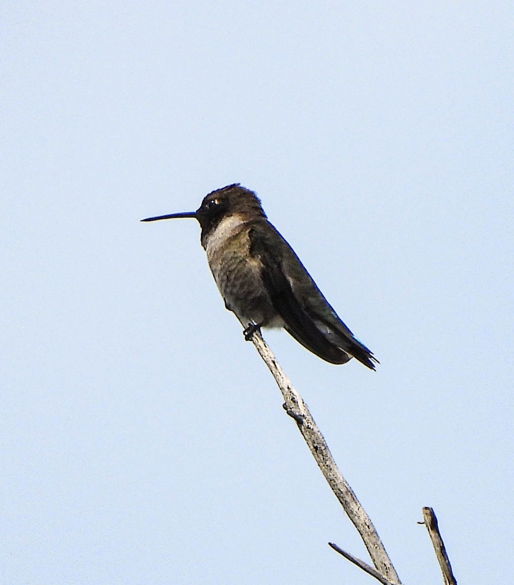 Colibri à gorge noire - ML574220091